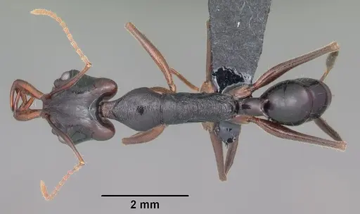 Anochetus boltoni specimen CASENT0104542 image casent0104542_1