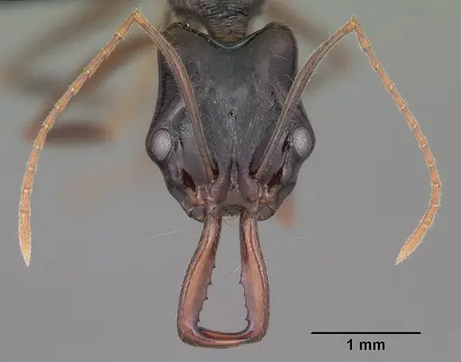 Anochetus boltoni specimen CASENT0104542 image casent0104542_2