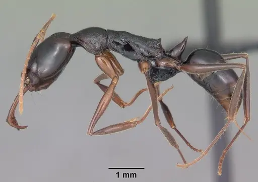 Anochetus boltoni specimen CASENT0104542 image casent0104542_3