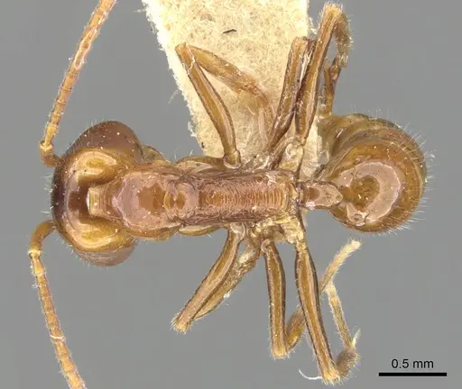 Anochetus brevis specimen CASENT0902439 image casent0902439_1