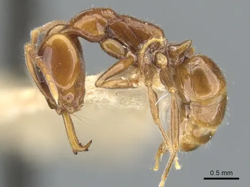 Anochetus brevis specimen CASENT0902439 image casent0902439_3