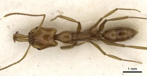Anochetus bytinskii specimen CASENT0281012 image casent0281012_1