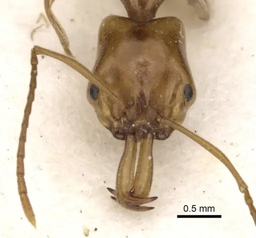Anochetus bytinskii specimen CASENT0281012 image casent0281012_2