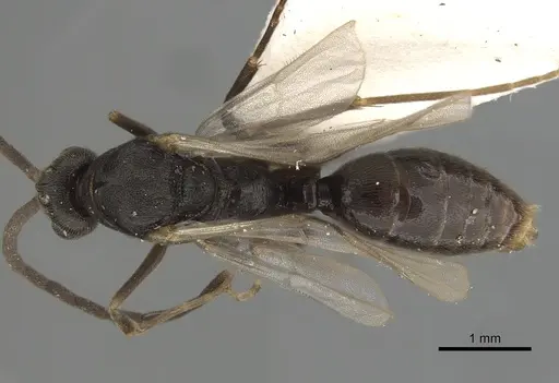 Anochetus bytinskii specimen CASENT0281024 image casent0281024_1