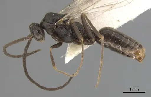 Anochetus bytinskii specimen CASENT0281024 image casent0281024_3