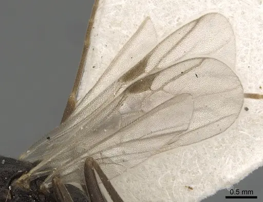 Anochetus bytinskii specimen CASENT0281024 image casent0281024_4