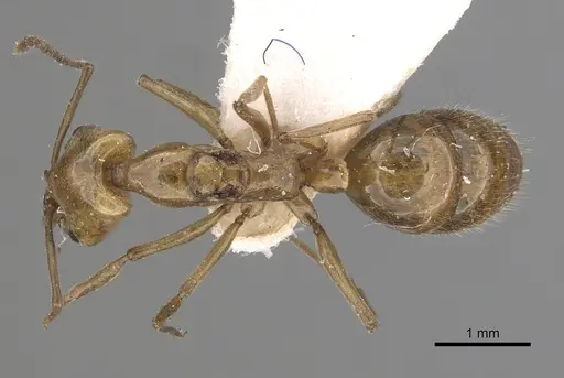 Anochetus bytinskii specimen CASENT0281025 image casent0281025_1