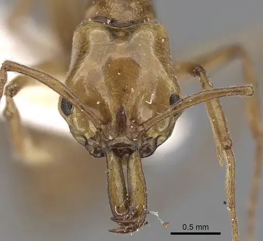 Anochetus bytinskii specimen CASENT0281025 image casent0281025_2