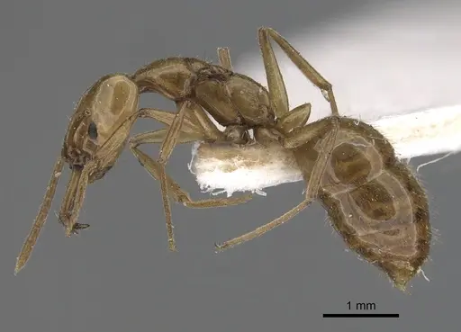 Anochetus bytinskii specimen CASENT0281025 image casent0281025_3