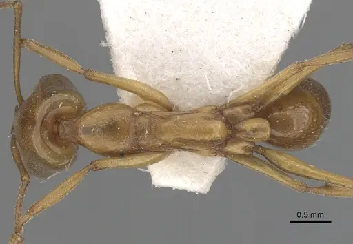 Anochetus bytinskii specimen CASENT0281026 image casent0281026_1
