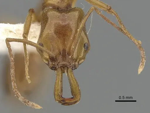 Anochetus bytinskii specimen CASENT0281026 image casent0281026_2