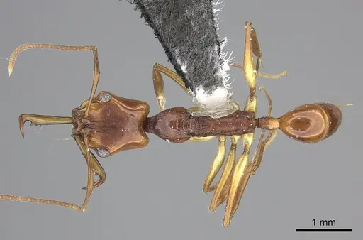 Anochetus cato specimen CASENT0199868 image casent0199868_1