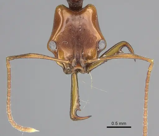 Anochetus cato specimen CASENT0199868 image casent0199868_2