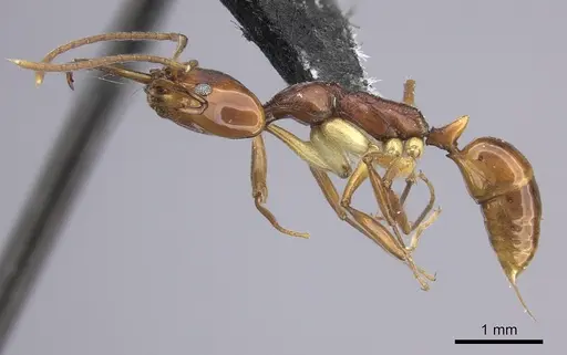Anochetus cato specimen CASENT0199868 image casent0199868_3