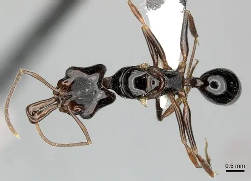 Anochetus cato specimen CASENT0199873 image casent0199873_1