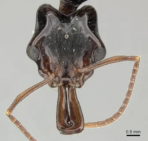 Anochetus cato specimen CASENT0199873 image casent0199873_2