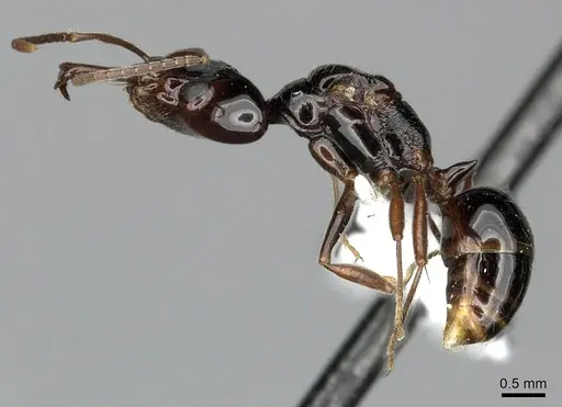 Anochetus cato specimen CASENT0199873 image casent0199873_3