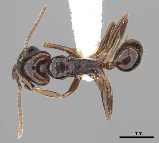 Anochetus cato specimen CASENT0260490 image casent0260490_1