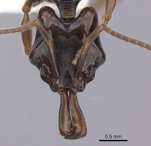 Anochetus cato specimen CASENT0260490 image casent0260490_2