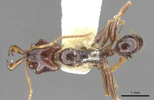Anochetus cato specimen CASENT0902441 image casent0902441_1