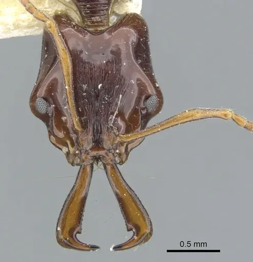 Anochetus cato specimen CASENT0902441 image casent0902441_2