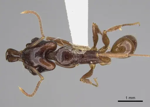 Anochetus cato specimen CASENT0923409 image casent0923409_1
