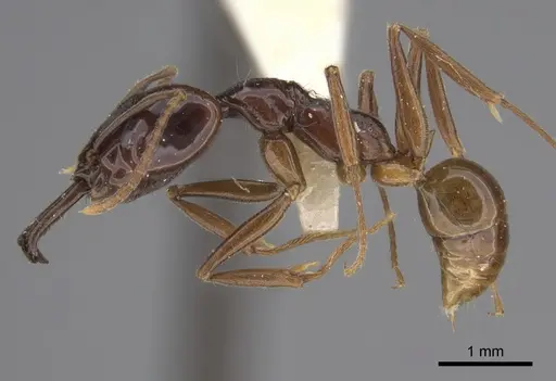 Anochetus cato specimen CASENT0923409 image casent0923409_3