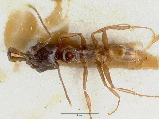 Anochetus cato specimen CASTYPE06926-02 image castype06926-02_1