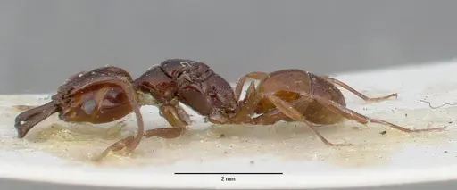 Anochetus cato specimen CASTYPE06977-02 image castype06977-02_3