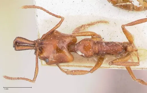 Anochetus cato specimen FOCOL1041 image focol1041_1