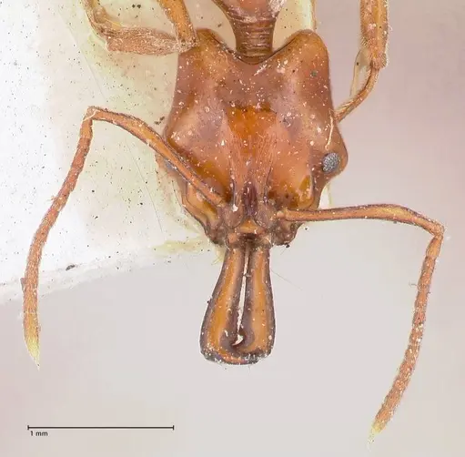Anochetus cato specimen FOCOL1041 image focol1041_2