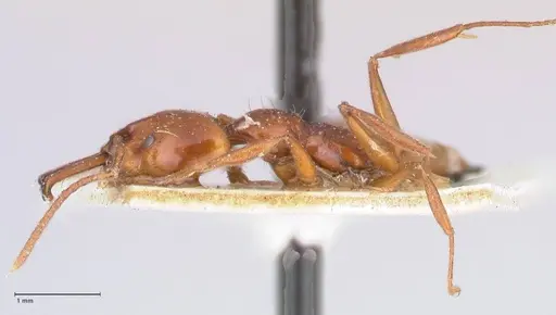 Anochetus cato specimen FOCOL1041 image focol1041_3