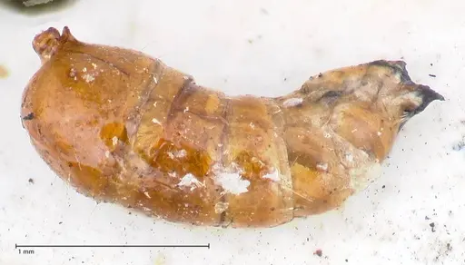 Anochetus cato specimen FOCOL1041 image focol1041_4