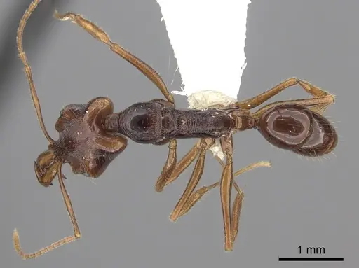 Anochetus chirichinii specimen CASENT0260491 image casent0260491_1
