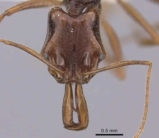 Anochetus chirichinii specimen CASENT0260491 image casent0260491_2
