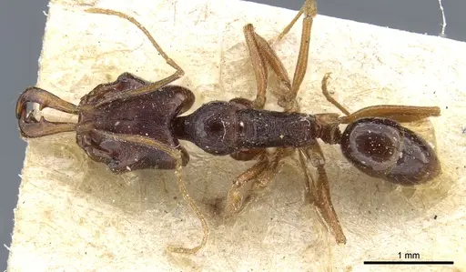 Anochetus chirichinii specimen CASENT0903981 image casent0903981_1
