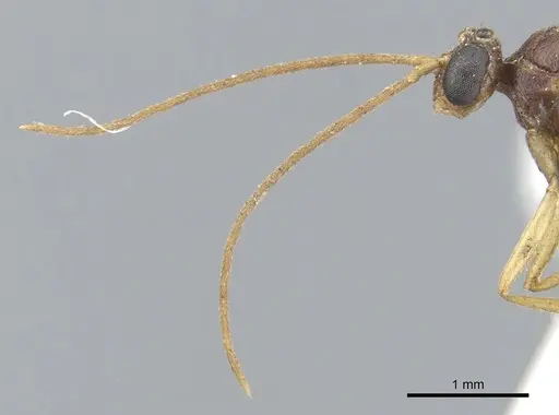 Anochetus consultans specimen CASENT0902446 image casent0902446_3