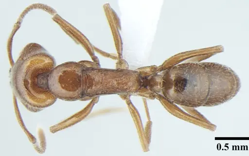 Anochetus cryptus specimen ANTWEB1008021 image antweb1008021_1
