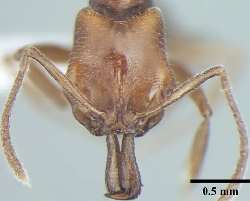 Anochetus cryptus specimen ANTWEB1008021 image antweb1008021_2