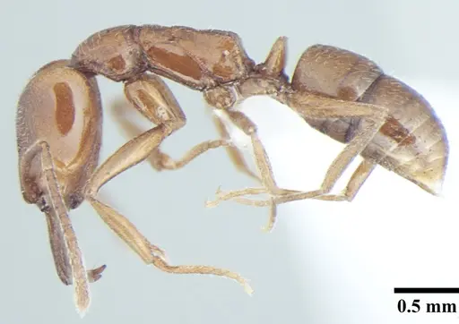 Anochetus cryptus specimen ANTWEB1008021 image antweb1008021_3