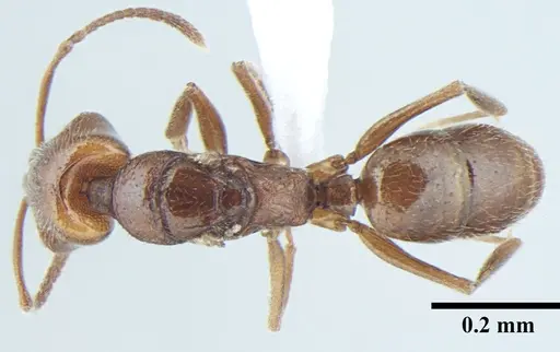 Anochetus cryptus specimen ANTWEB1008022 image antweb1008022_1