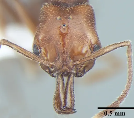 Anochetus cryptus specimen ANTWEB1008022 image antweb1008022_2