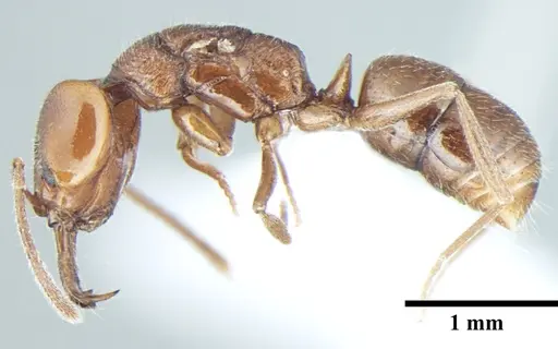 Anochetus cryptus specimen ANTWEB1008022 image antweb1008022_3