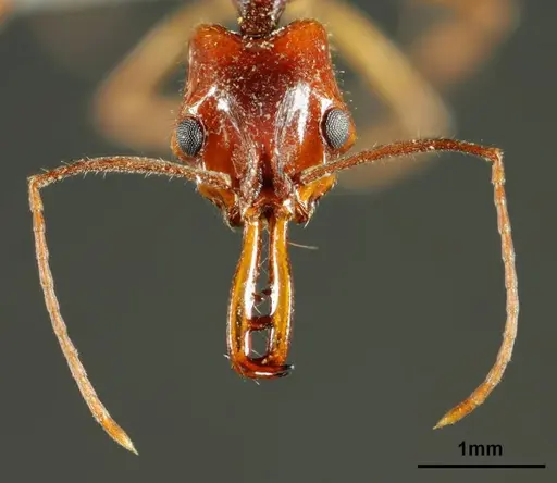 Anochetus daedalus specimen ZSI-WGRS-IR-INV-3286 image zsi-wgrs-ir-inv-3286_2