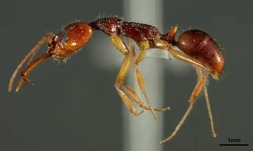 Anochetus daedalus specimen ZSI-WGRS-IR-INV-3286 image zsi-wgrs-ir-inv-3286_3