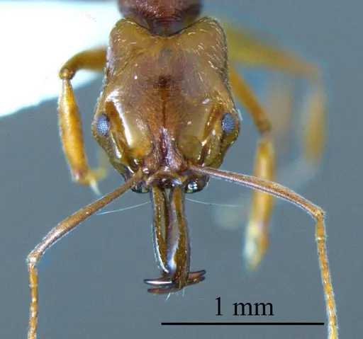 Anochetus diegensis specimen ANTWEB1041403 image antweb1041403_1