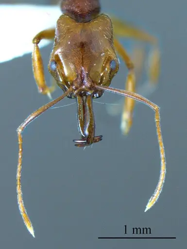 Anochetus diegensis specimen ANTWEB1041403 image antweb1041403_2