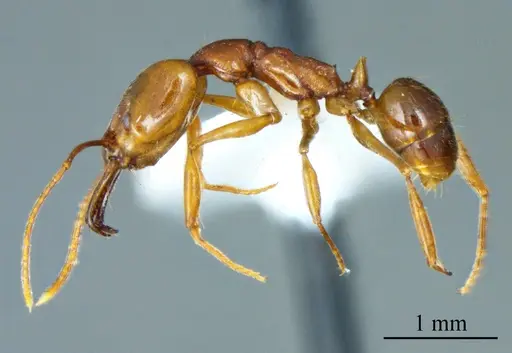 Anochetus diegensis specimen ANTWEB1041403 image antweb1041403_3