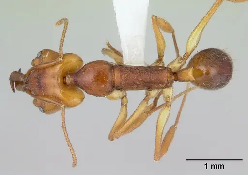 Anochetus diegensis specimen CASENT0178673 image casent0178673_1
