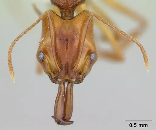 Anochetus diegensis specimen CASENT0178673 image casent0178673_2